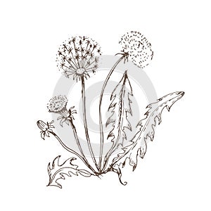 Dandelion flowers wildflowers graphic vector hand-drawn