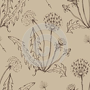 Dandelion flowers wildflowers graphic vector hand-drawn illustration. Print textile