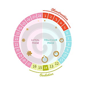 Menstrual circle vector