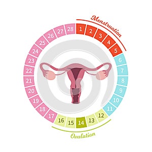 Menstrual cycle vector