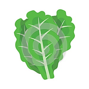 green lettuce, white backround