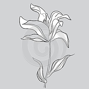 Print Hand-drawing silhouette background. Vector flowers. Element for design.