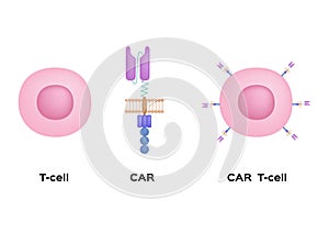 Immunotherapy / t cell and chimeric antigen receptor / science photo