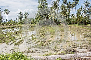 Print new rice fields at the Poli village of South Tinombo sub district, Parigi Moutong Regency,Central Sulawesi, Indonesia