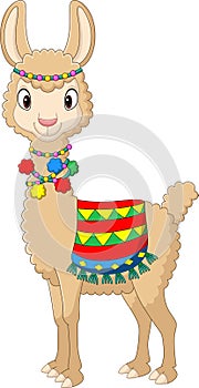 Cartoon funny llama on white background