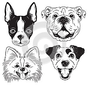 A set of 4 line drawings of dogs faces photo