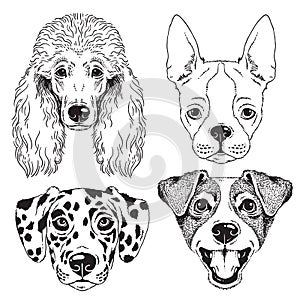 A set of 4 line drawings of dogs faces photo