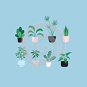 houseplants