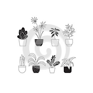 houseplants