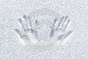 Print of two hands on the snow