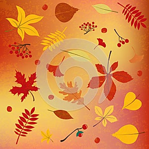 Autumn colors, leaves, seasonal berries background