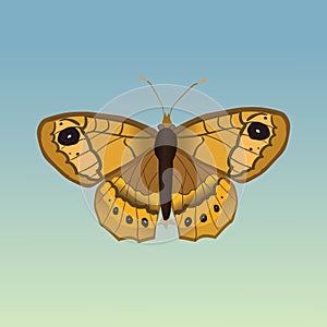 PrintA vector illustration of a Lasiommata megera or wall brown butterfly.
