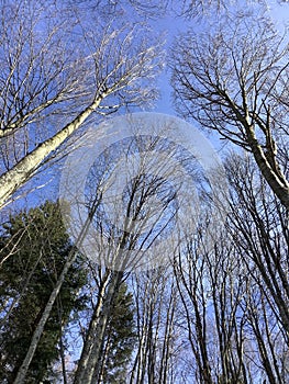 tree tops seen from the root