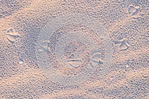 Prints of paws of seagulls on the sand on a sunset on the beach sand