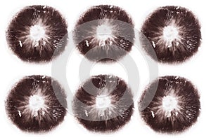 prints of psilocybin mushrooms isolated on white background