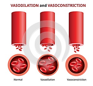 PrintVasodilation and vasoconstriction, Blood vessels comparison Vector photo