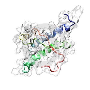 Prion protein