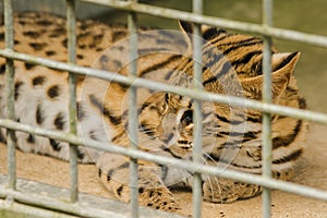 Prionailurus bengalensis trapped in a cage with no freedom