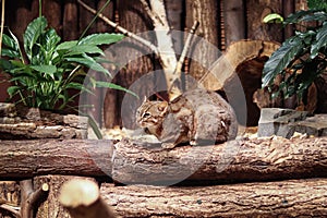 Prionailurus rubiginosus sits dejectedly in a ball on a large wooden log and rests. Rusty-spotted cat with green eyes in a