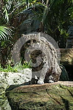 Prionailurus viverrinus or fishing cat native sitting on rock