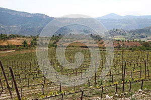 Vineyard in Priorat, Spain photo