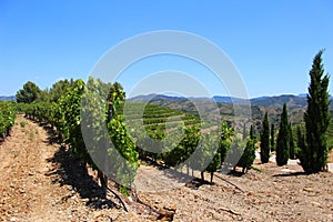 Vineyard on a Hill in Priorat Spain photo