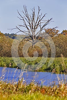 The Pripyat River and Dry Grass and Trees on Field of Polesye Natural Resort in Belarus