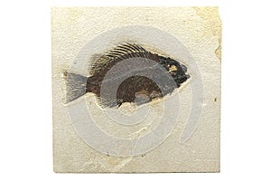 Priscacara fish fossil