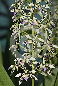 Prism-Shaped Seedpod Prosthechea