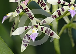 Prism-Shaped Seedpod Prosthechea