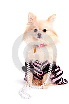 Prissy Pomeranian Pup