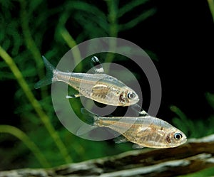 Pristella Tetra or X-Ray Tetra, pristella maxillaris, Aquarium Fishes