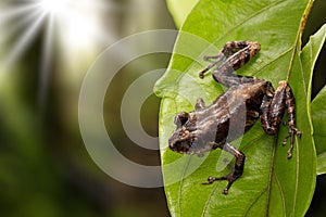 Pristimantis frog an exotic amphibian