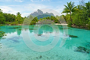 Pristine beach in Bora Bora featuring lush, swaying palm trees against a stunning tropical backdrop