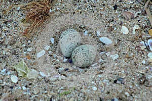 Pristine beach and eggs of a  little ringed plover Charadrius dubius