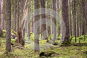 Pristine boreal forest of conifers photo