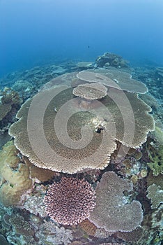 Pristine Coral reef