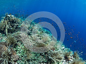 Pristine coral reef with lots of fish