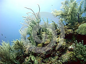 Pristine Coral Reef off Utila, Honduras, Central America