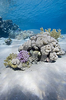 Pristine coral in tropical sea