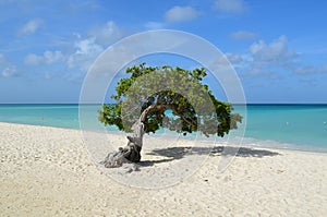 Pristine Divi Divi Tree in Aruba