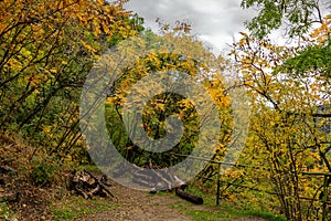 Pristine forest landscape panorama