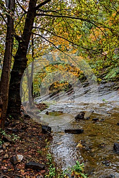 Pristine forest landscape panorama