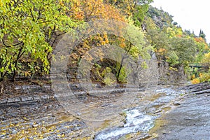 Pristine forest landscape panorama