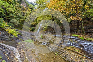 Pristine forest landscape panorama