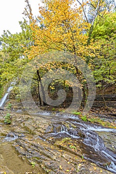 Pristine forest landscape panorama