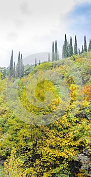 Pristine forest landscape panorama