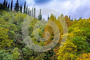 Pristine forest landscape panorama
