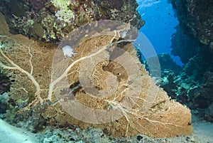 Pristine Gorgonian fan coral on a tropical reef.
