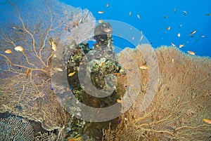 Pristine Gorgonian fan coral on a tropical reef.